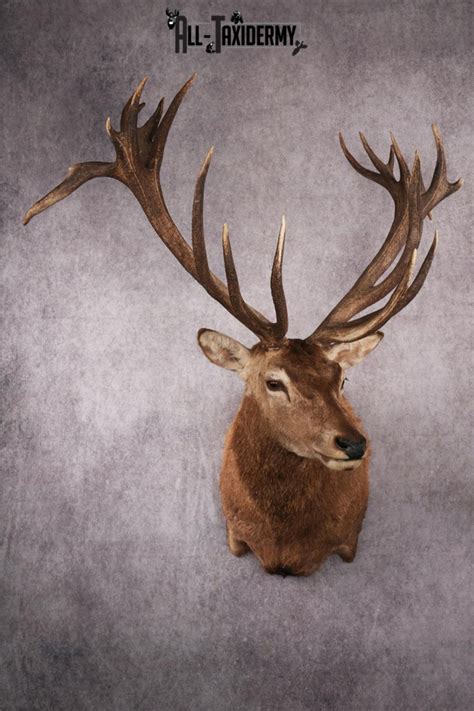 Different Types of Deer Antlers & Species | All-Taxidermy