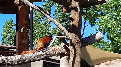 5/29/19 SALT LAKE CITY ZOO - YouTube