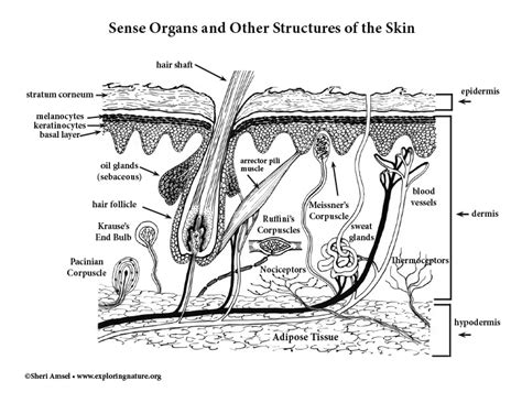 Sense Organs of the Skin