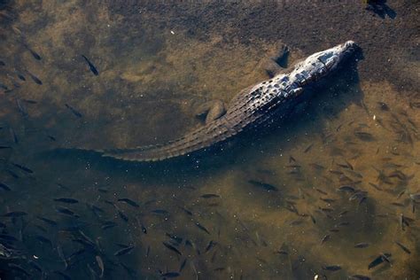 Premium Photo | Majestic nile crocodile in its natural habitat primeval power and grace