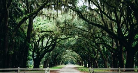 12 Of The Best Southern Gothic Books | Book Riot