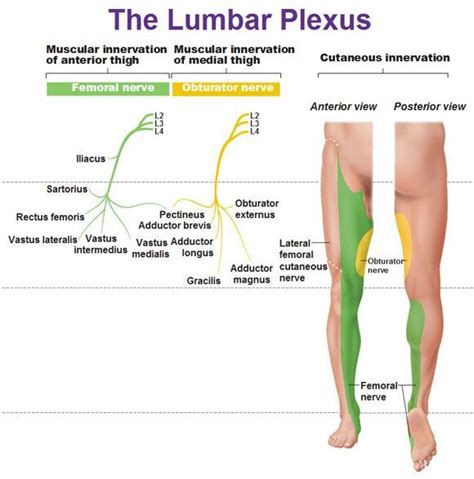 Obturator Nerve:Course,Motor & Sensory Innervation » How To Relief | Medical anatomy, Plexus ...