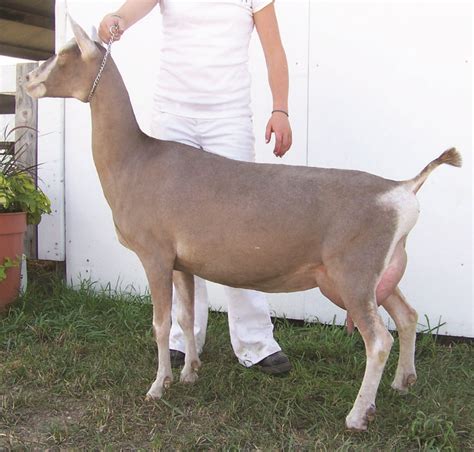 Toggenburg Goat - Breed Profile - Backyard Goats | Toggenburg goat, Goats, Barnyard animals