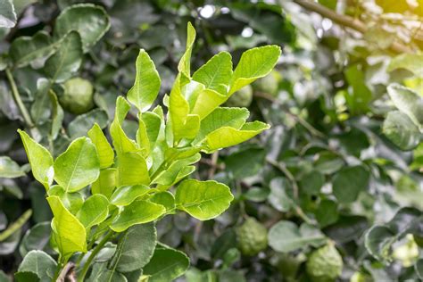 Kaffir lime leaves. 7556447 Stock Photo at Vecteezy