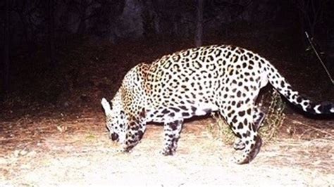 Jaguar spotted in southeast Arizona confirmed as new visitor | 12news.com