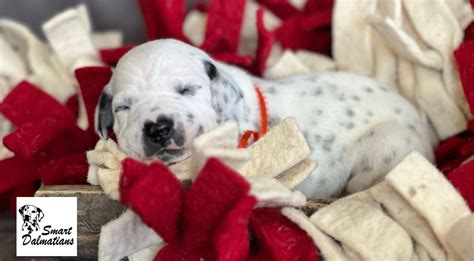 Dalmatian Puppies For Sale