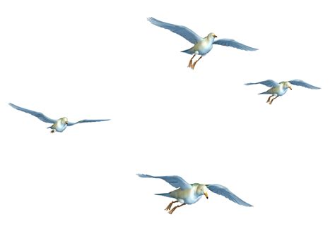 Flying Birds Png Flyingt Birds Png Image With Transparent Background ...