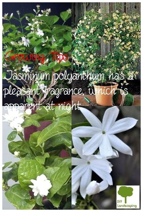 Be The Best You Can Be Along with Planting Indoor Jasmine Plant in 2020 ...