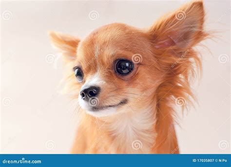 Pretty Red Chihuahua Puppy Portrait Stock Image - Image of fuzzy, breed: 17035807