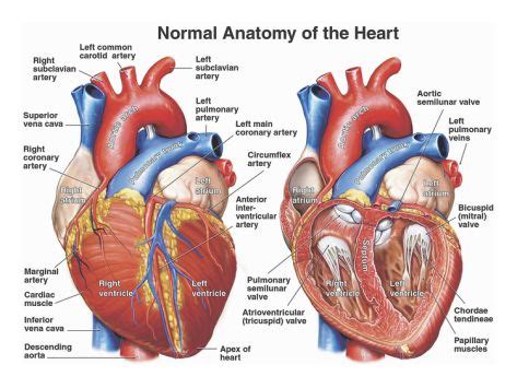 Anatomy of the heart | Heart anatomy, Human anatomy, Medical anatomy