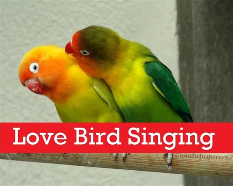 Cute Love Birds Singing | Rare Collection | Cute love birds Chirping | L... | Cute love, Love ...