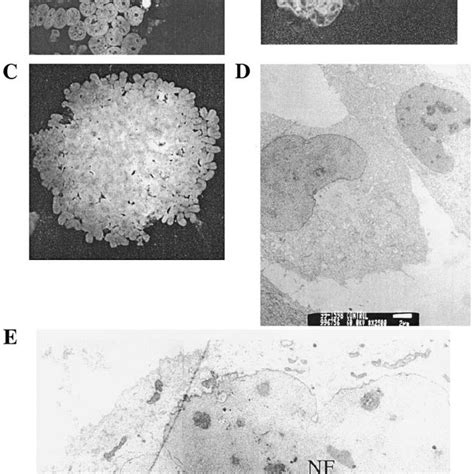 Nuclear fusion is seen in developing syncytia. Cells were transfected... | Download Scientific ...