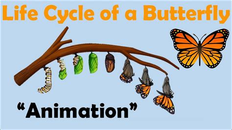 BUTTERFLY LIFE CYCLE | Animation - YouTube