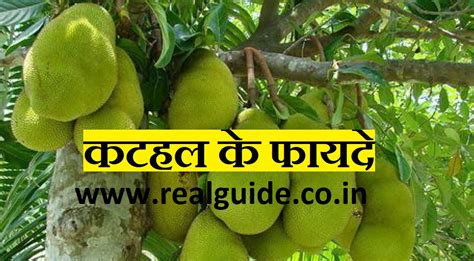 कटहल के फायदे: Jackfruit Benefits in Hindi - Real Guide - हिंदी में जानकारी