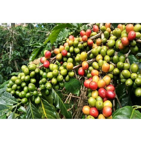 Best foliar fertilizer for coffee in Kenya and when to spray - Oakdel