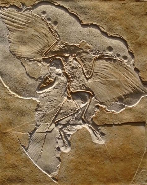 Archaeopteryx Life Sized Fossil Replica Wall Mount — The Prehistoric Store