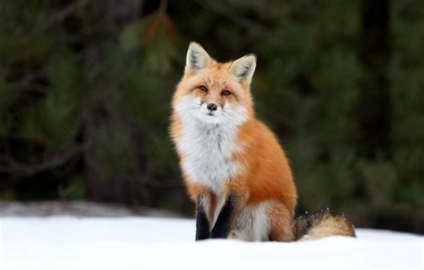 Wallpaper forest, snow, Fox, Fox images for desktop, section животные - download