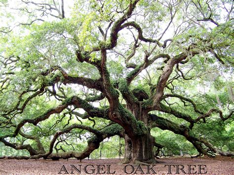 Angel Oak Tree - Charleston, SC - Angel Oak Tree