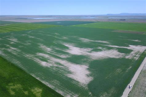 Farmers, Scientists Finding Fixes For Acidic Soils | MTPR