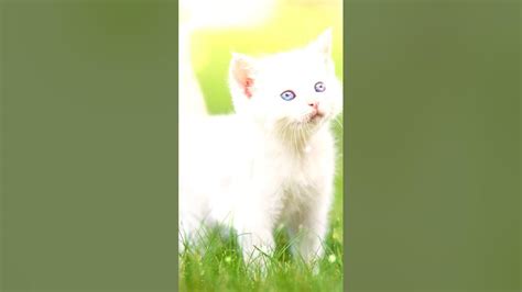 Meow miow miouw! funny kitty cat is looking for food, a lovely story of ...