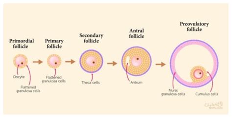 Cells | Free Full-Text | The Function of Cumulus Cells in Oocyte Growth ...