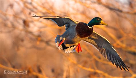 Montana Mallard Duck | Jason Savage Photography