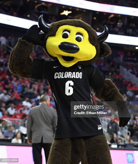 Colorado Buffaloes Mascot Photos and Premium High Res Pictures - Getty ...