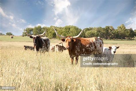 672 Texas Longhorn Ranch Stock Photos, High-Res Pictures, and Images ...