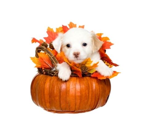 Thanksgiving Dogs Wallpapers - Wallpaper Cave