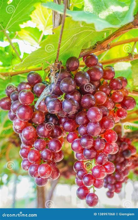 Close-up Red Grapes Ready To Be Harvested at a Vineyard Stock Photo - Image of fresh, closeup ...