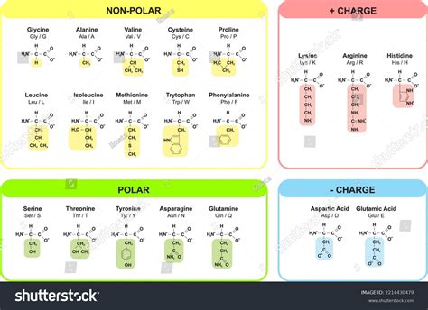 Amino Acids Names And Structures