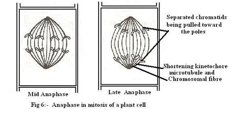 Introduction to botany Cell division