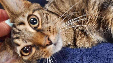 Cortland County SPCA offering $1K reward after cat found in trap, shot ...