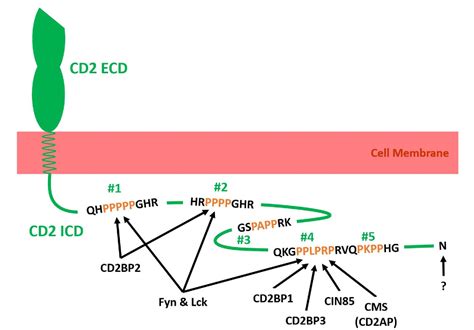 Figure 2 from CD2 Immunobiology | Semantic Scholar