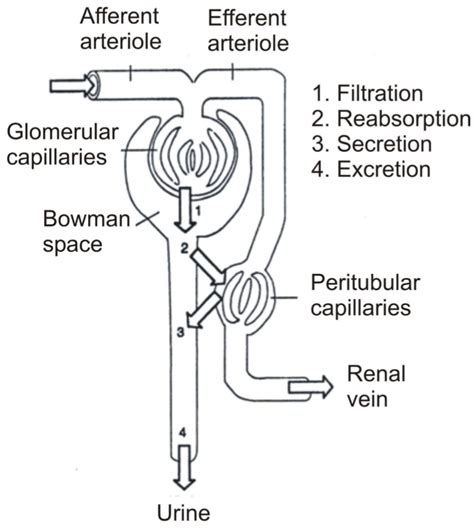 63. Pathophysiology of glomerular filtration – greek.doctor