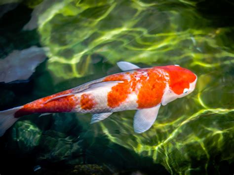 11 Koi Fish Diseases And How To Treat Their Main Causes - Just Add Water