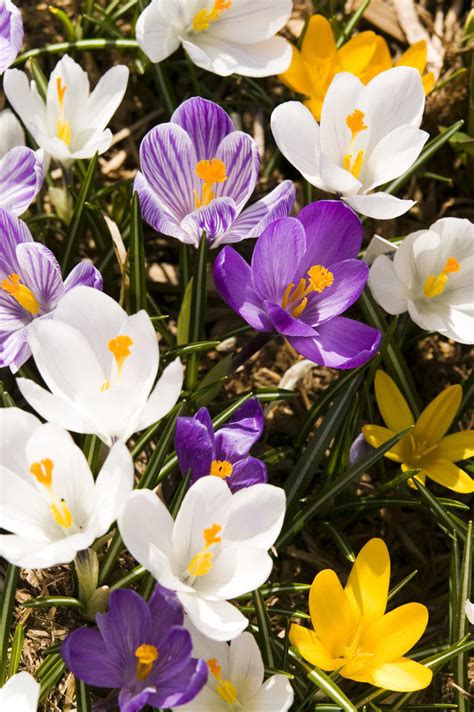 White Crocus Giant Mixed Assorted Colours Crocus Vernus, Montreal ...