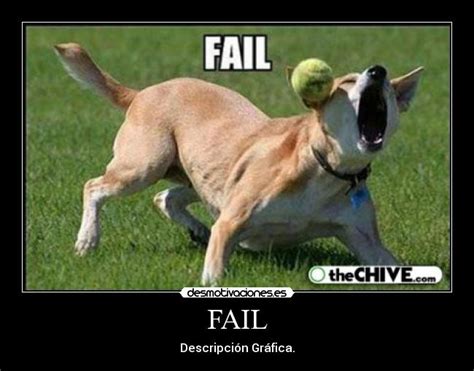 Funny Dog Fails 4 Cool Hd Wallpaper - Funnypicture.org