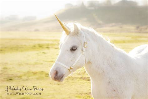 WishPony Classic Natural-Look Unicorn Horn™ for Horse or Pony Custom