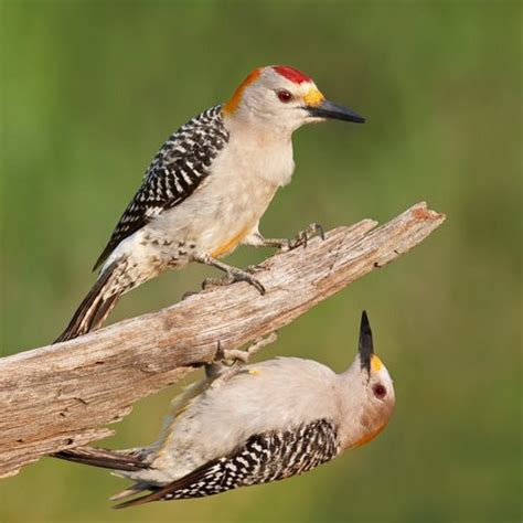 Interview with Arthur Morris - the World’s Premier Bird Photographer