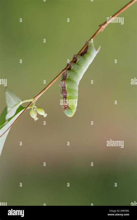 Bee hawk-moth caterpillar Stock Photo - Alamy