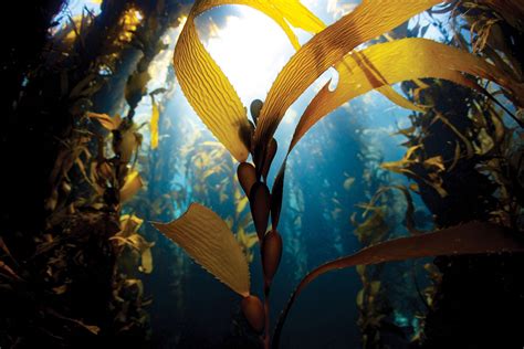 The Kelp | New Zealand Geographic