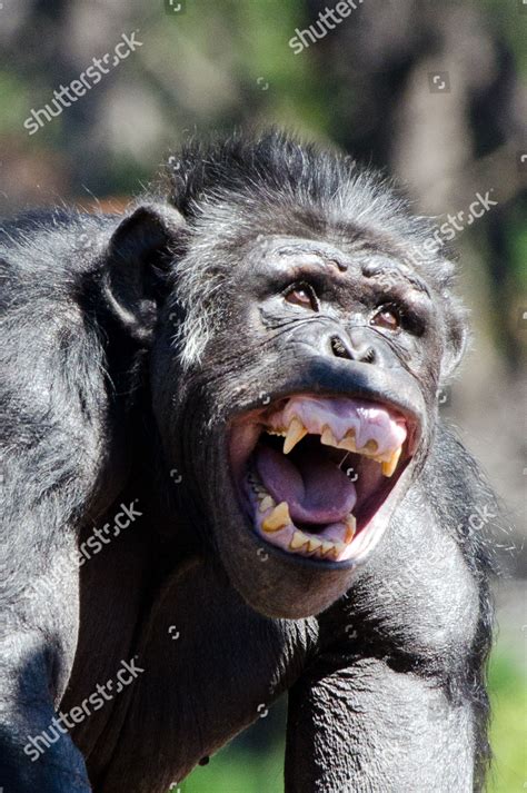 Angry Chimpanzee Screaming Editorial Stock Photo - Stock Image ...