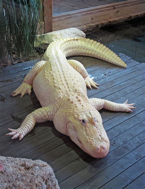 Albino Alligator