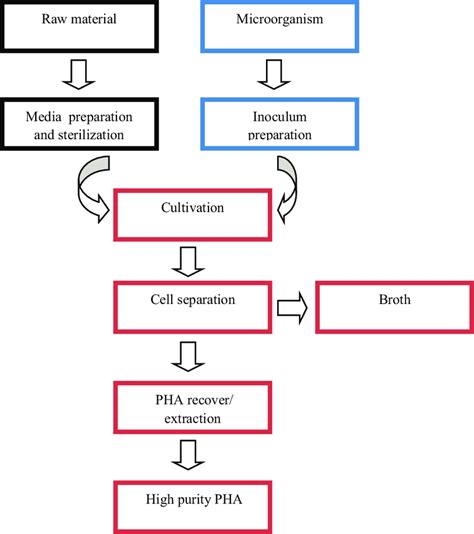 6 Schematic diagram of intracellular PHA production and purification... | Download Scientific ...