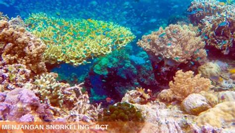 MENJANGAN SNORKELING | The Best Site - Bali Custom Tour