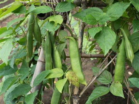 All About Sword Beans - Minneopa Orchards