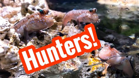 My Mudskippers Eating Worms and Insects - YouTube