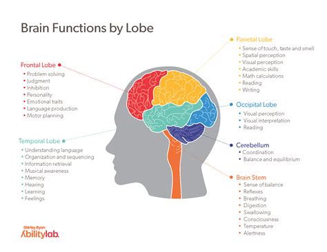 Guide To The Human Brain Anatomy And Human Brain Functions, 59% OFF