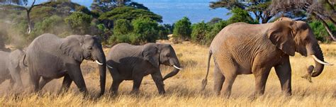 Eco-Luxury Kenya Elephant Conservation Safari | Elevate